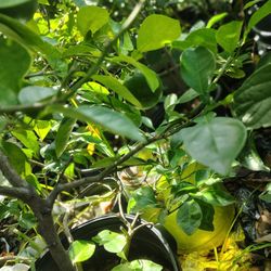 Sour Orange Tree (grafted)