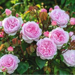 OLIVIA DAVID AUSTIN ROSE