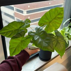 Alocasia Batik (low Variegation)