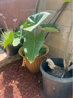 Elephant Ears Plant