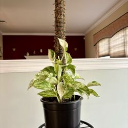 Gorgeous Marble Queen Pothos with 2' Moss Pole