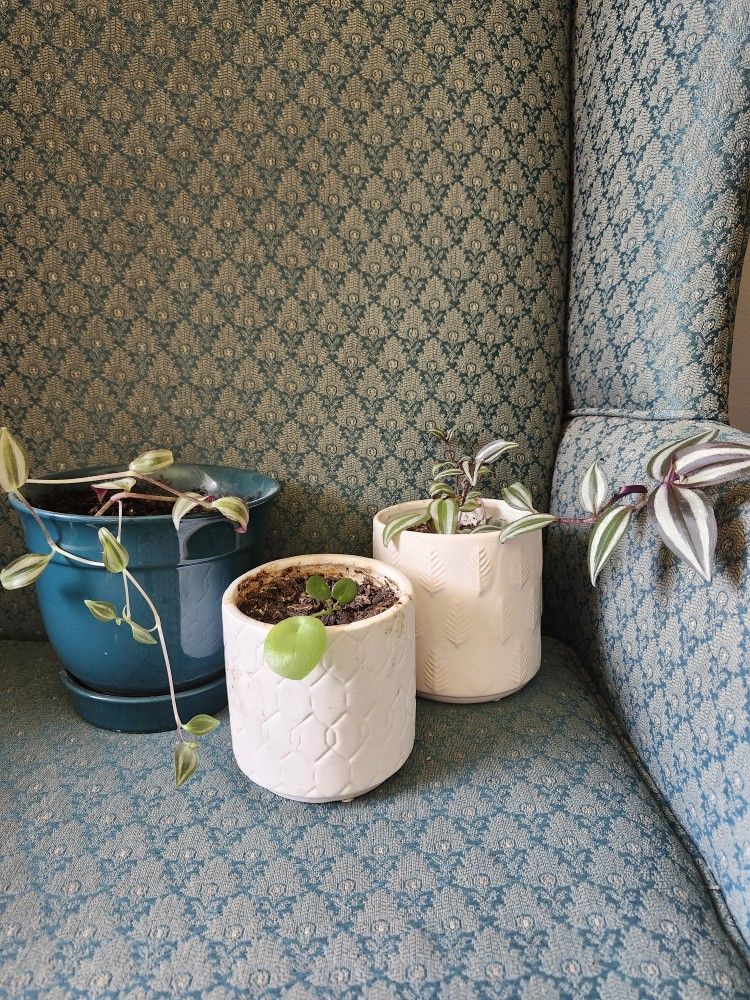 3 Real Plants With Ceramic Pot