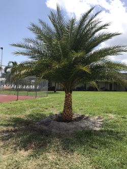 Plants and palms for sale and Installation