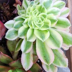 Aeonium Pink Witch Crest Pick Up In Upland 1 Avail