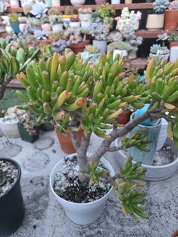 Succulents
