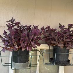 Tradescantia Plant 