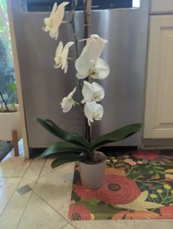 Orchid