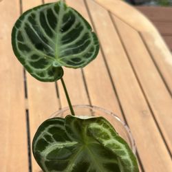 Anthurium Doriyaki House Plant
