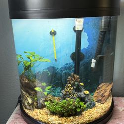 Well-established 10-gallon half moon aquarium