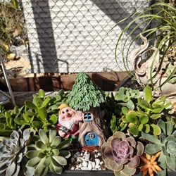 Large Succulents Arrangements 