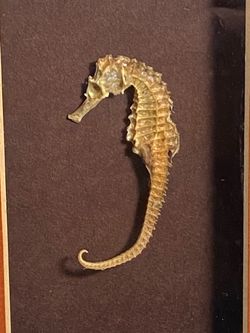 Beautiful Seahorse in Shadow Box Frame. A Great Addition