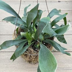 Staghorn fern basket, live plant. ✔️ profile for more🪴 