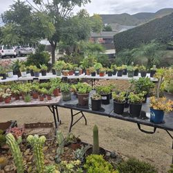 Gorgeous Succulents For sale $1 -$10