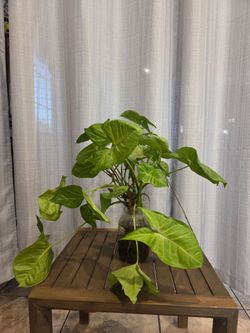 Syngonium Live Plant in Glass Vase
