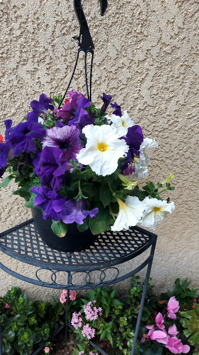 CLEARANCE SALES "Petunia Arrangement " Plant $15