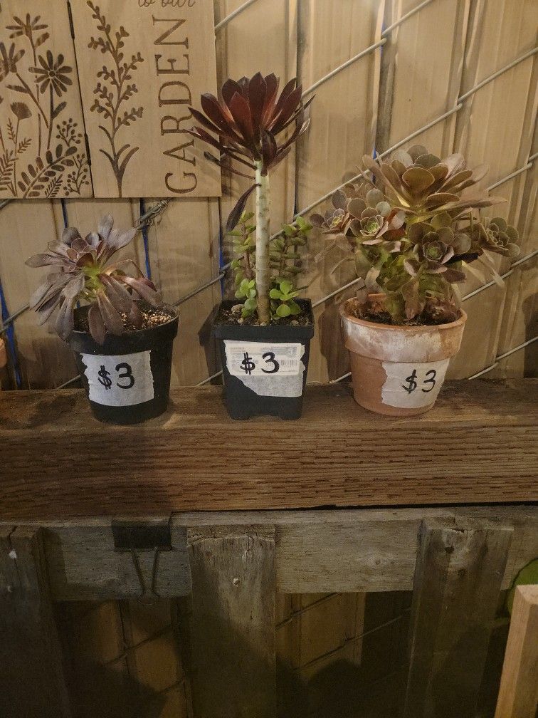 Several Smaller Succulents Available...$3 Each