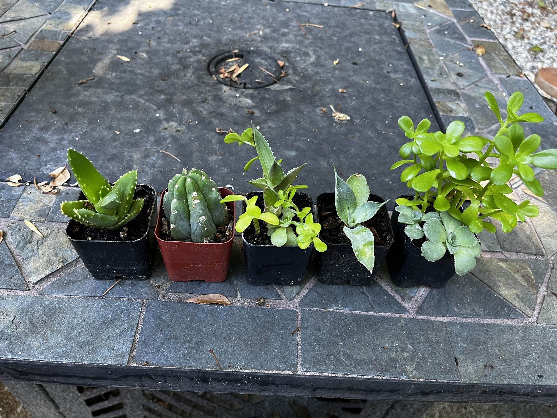 Mini Succulent Collection