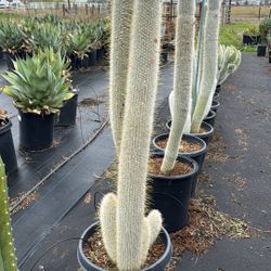 Cactus & Succulents (Read Description)