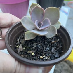 Baby Succulent 