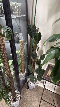 Philodendron splendid