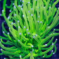 Fake Holy Grail Torch 