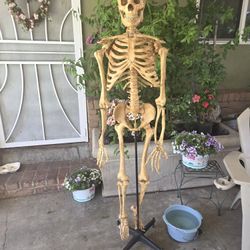 Vintage "Budget Bucky" Life-Size 5'6" Anatomical Skeleton Model with Rolling Stand