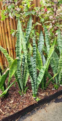 Snake Plant Stalks.. Gets Big.. No Care Needed