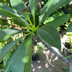 Plumaria Blanca Doble  Próxima A Olorizar 