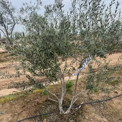 Fruitless Olive Trees For Sale 