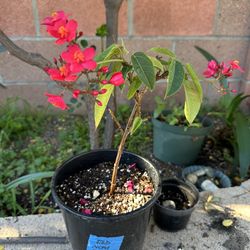 Red Jatropha