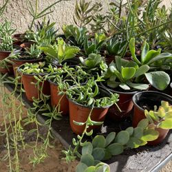 Succulents Plant’s 🌵