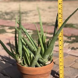 Aloe Vera Plant With Pot 