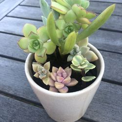 Succulent Arrangement In Ceramic Pot 