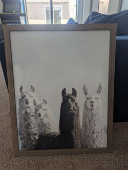 Framed Art Llamas 30x24