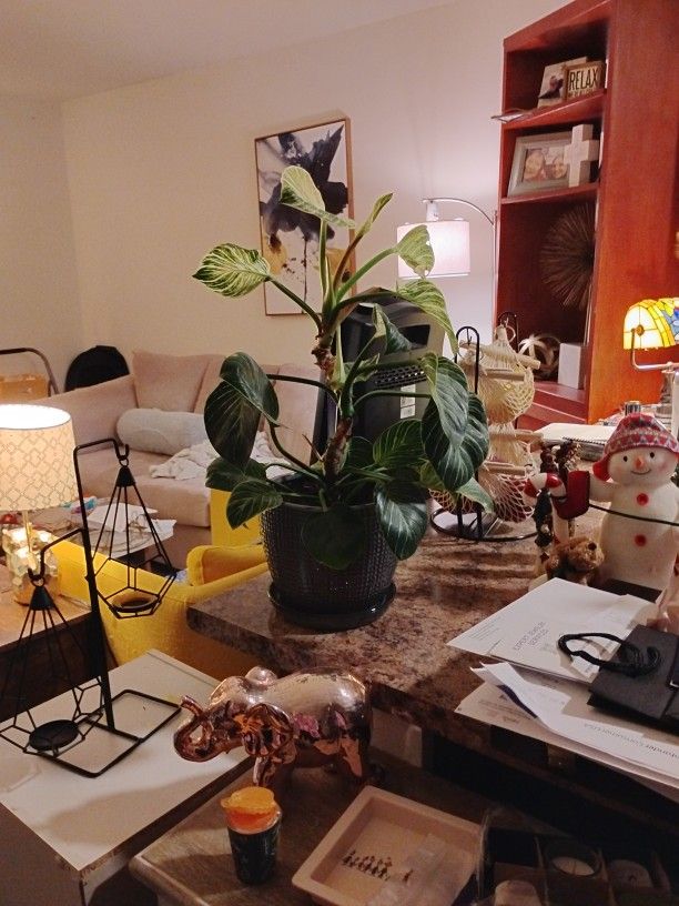 Philodendron Birkin Indoor Plant with Ceramic Pot