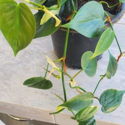 Heartleaf Philodendron - Indoor plant.