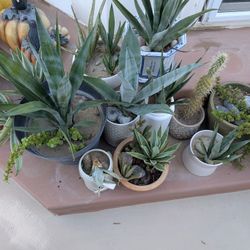 Potted Cactus Plants For Sale $5 To $20 Range.