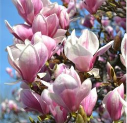 Pink Magnolia Tree