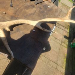 1 Elk Horn. I Only Have 1