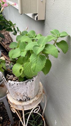Plantas