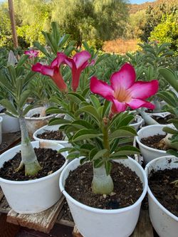 Desert Rose