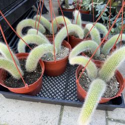 Monkey Tail Cactus 