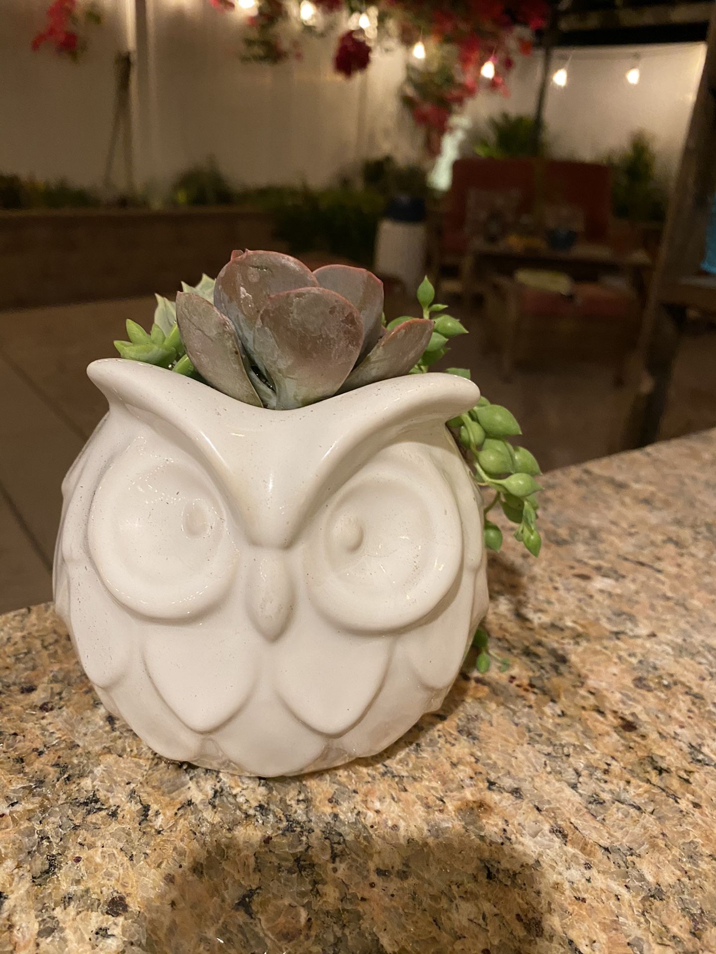 Succulent white owl 🦉 pot