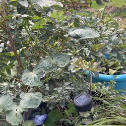 Plants