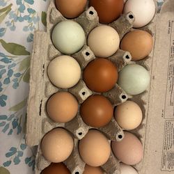 Fresh Eggs