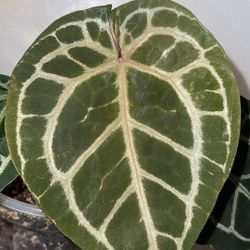  Doc Block Michelle anthurium