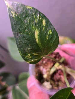 Bumpy Teruno pothos rooted cutting