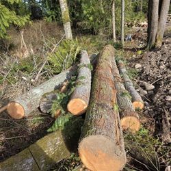 Cedar Wood 18 Ft,16ft