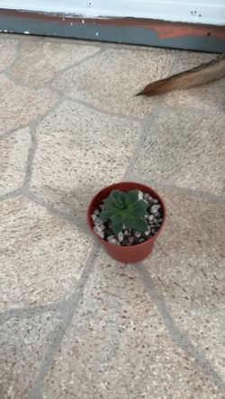 Baby succulent plant