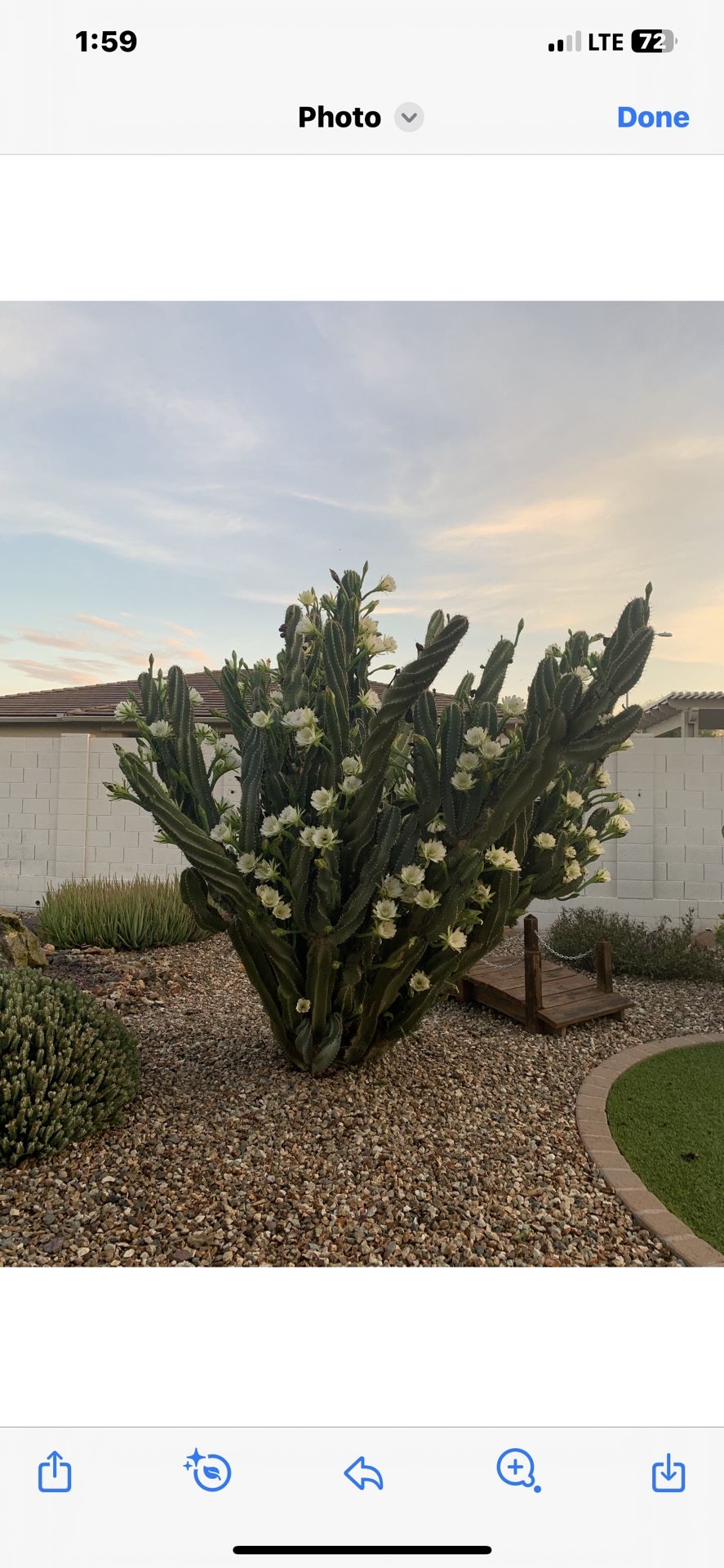 FREE REMOVAL OR TRIMMING OF ALL TYPES OF CACTUS